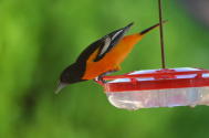 Baltimore Oriole